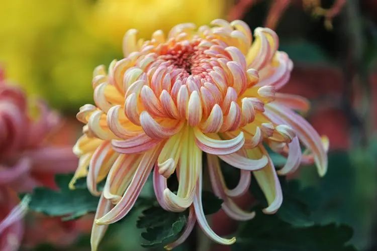 重陽丨深情不及久伴，厚愛無需多言。(圖2)